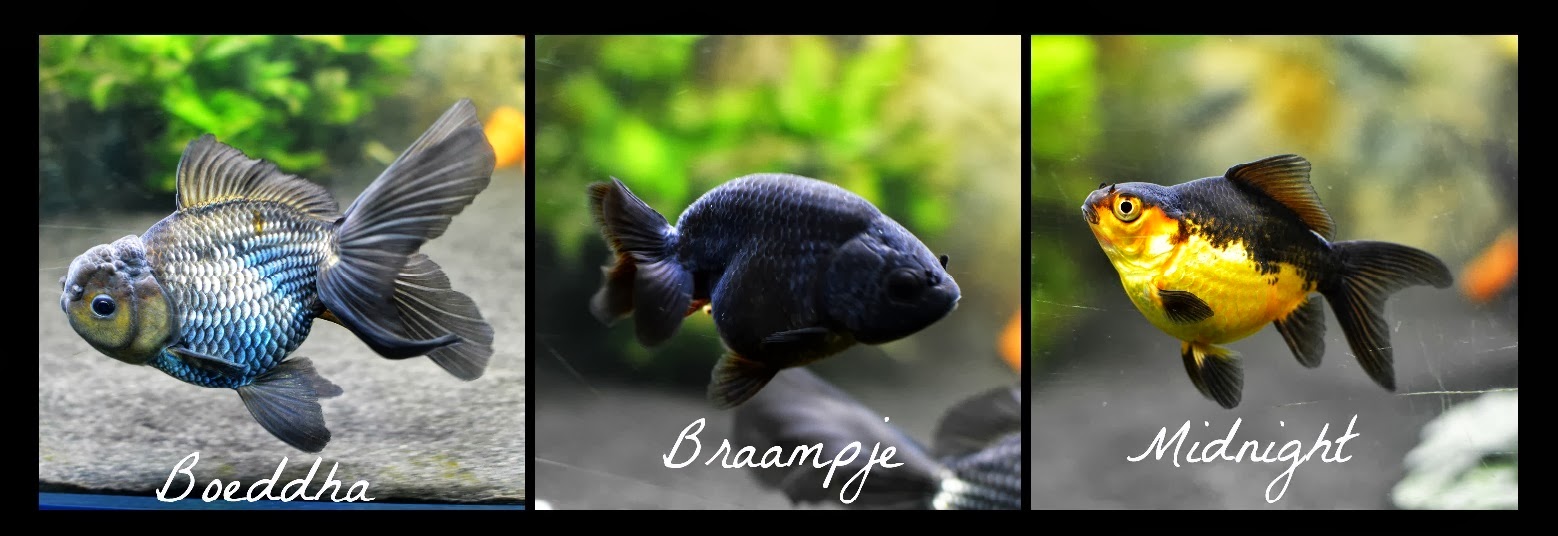 Misuzu's Fancy Goldfish My goldfish's growth