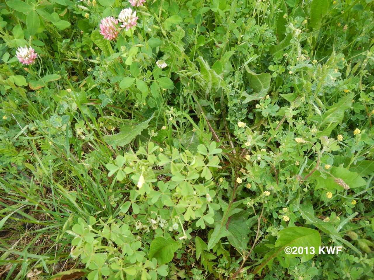 Michigan State University Trifoliate Broadleaf Weeds Flowering in Turf