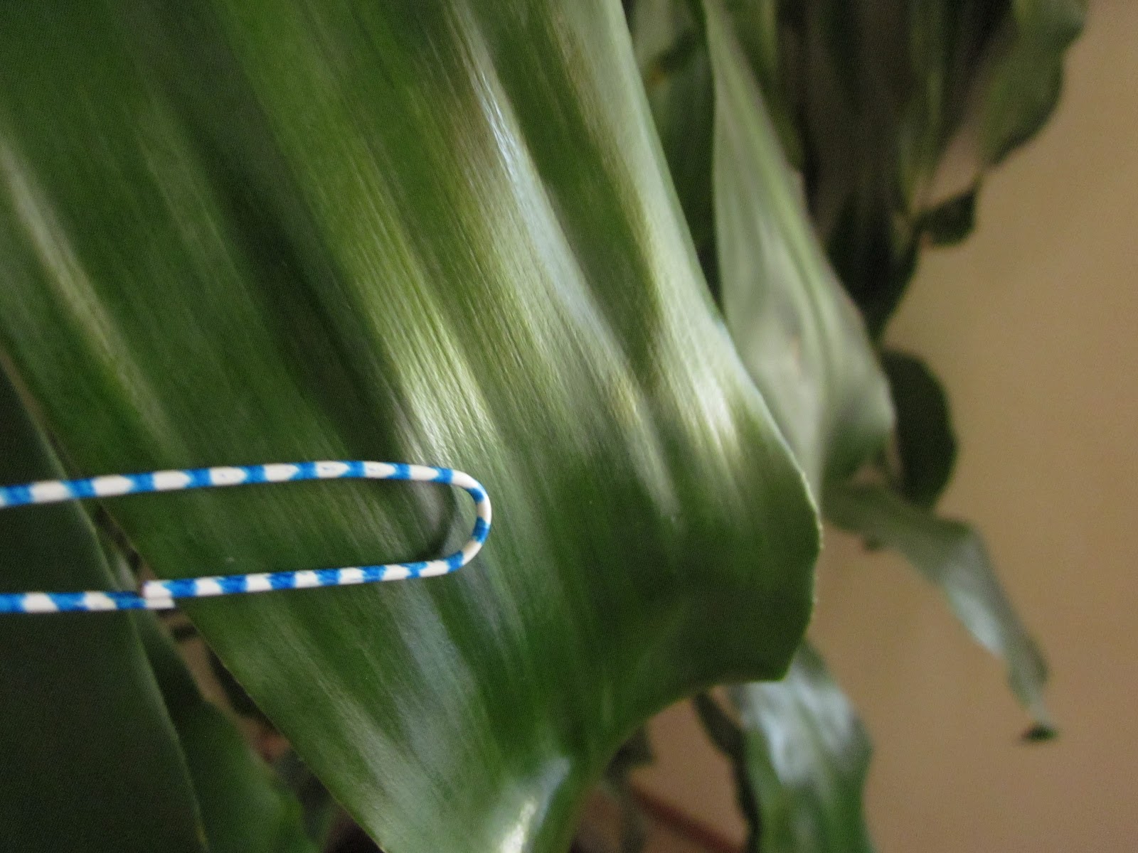 AP Bio Blog 2012 Cuticle layer of a plant