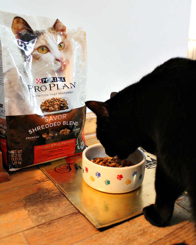 A Nutritious and Delicious Cat Food Your Cats Will Love Pieces of a Mom