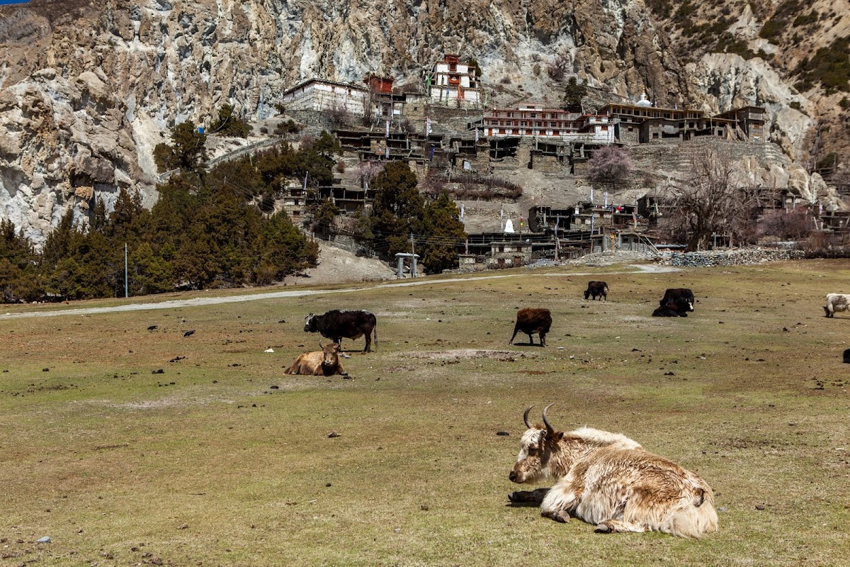 200км по красно-белым черточкам.. Around Annapurna. март-апрель 2017