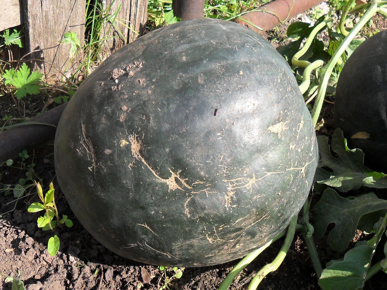 арбузы в теплице. дынная бахча. арбузы и дыни в теплице. арбузы дыни открытом грунте. грядка для арбуза и дыни.