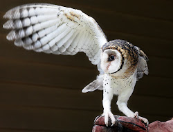 wing owl bird wings owls masked animal australian angel winged animals telegraph benyamin sibarani theodorus snowy
