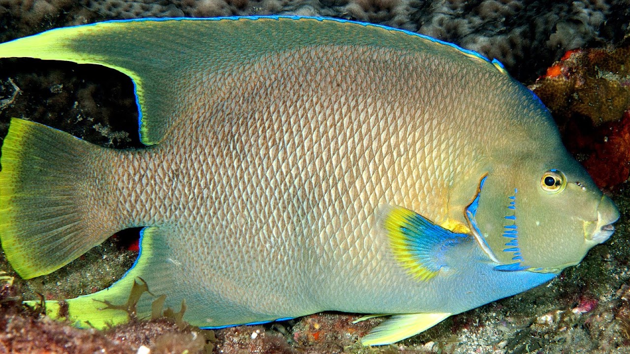 Osteichthyes Bony Fish Examples Fish Choices