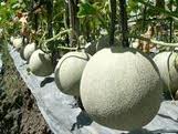 Budidaya, Melon, cara menanam, tanam