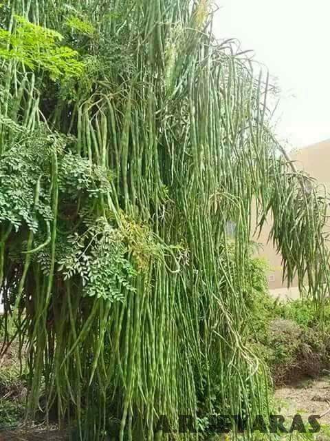 Subhanallah, Tanaman-tanaman Ini Tumbuh di Luar Nalar Manusia