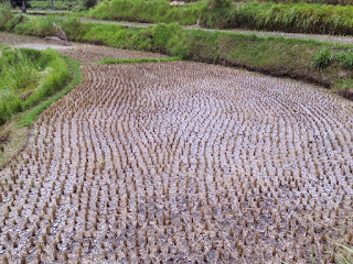 The Area Of Rice Fields After Harvesting At Ringdikit Village, Buleleng, North Bali, Indonesia
