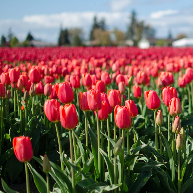 Roozengaarde Tulip Festival — The Dorky Diva