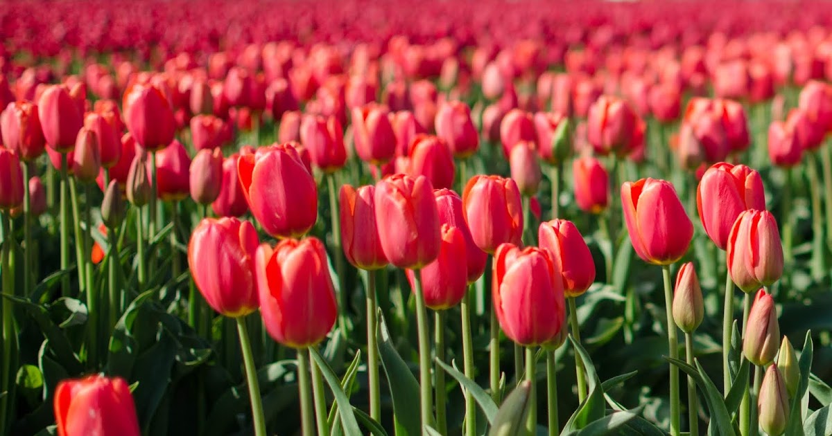 Roozengaarde Tulip Festival — The Dorky Diva
