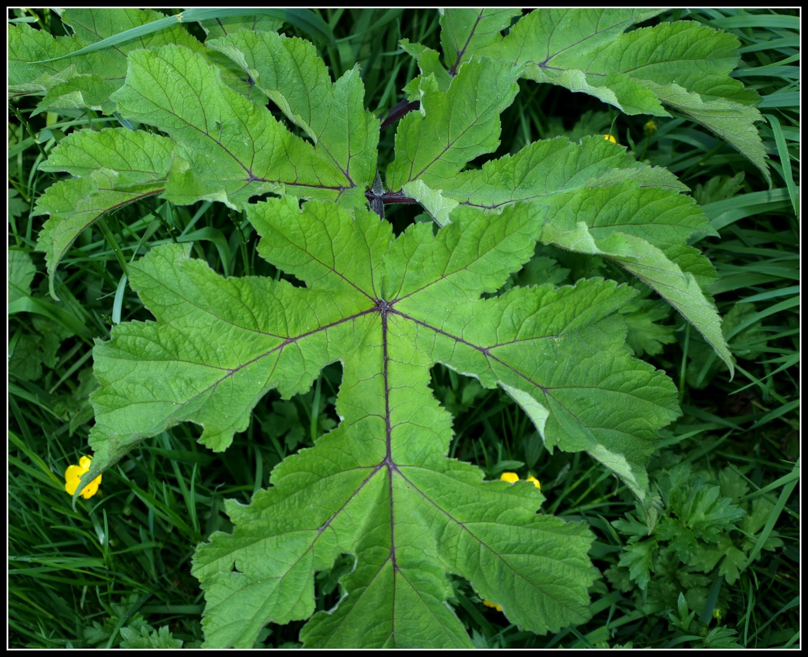 Mark's Veg Plot The roadside garden Part 2