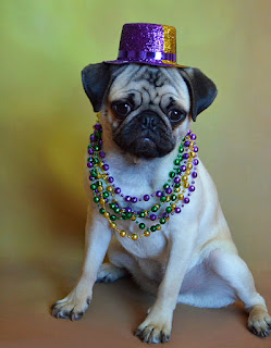 Perro vestido para carnaval