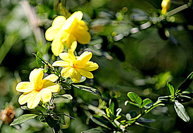 Flores amarelas em fundo verde