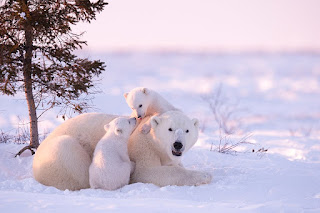 Foto foto Beruang Kutub Ini Diambil Oleh Fotografer yang 