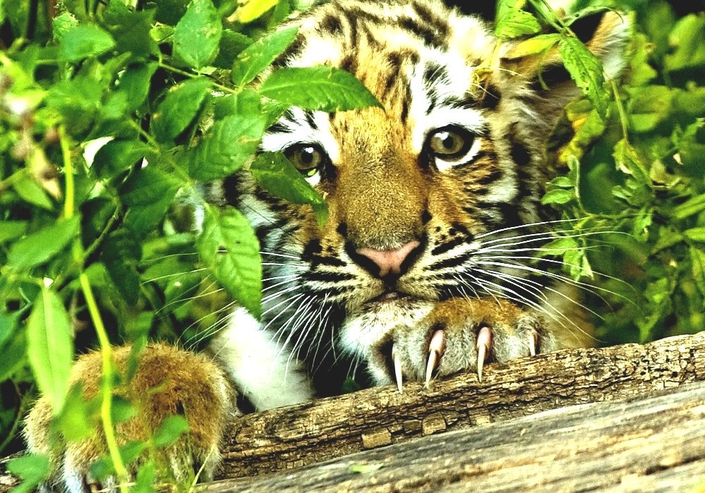 Siberian Tiger - Siberian Tigers Diet