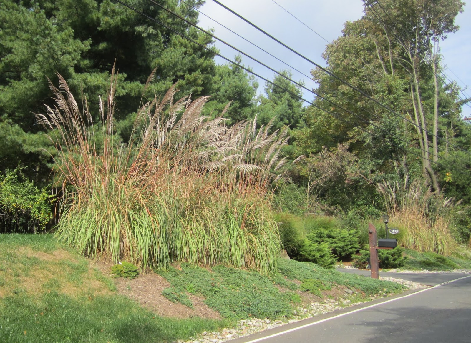 Princeton Nature Notes Pampas Grass