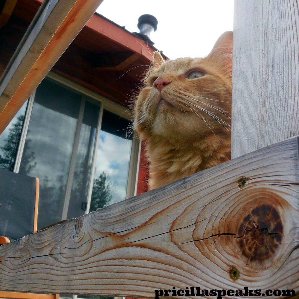 The Maaaaa of Pricilla Sherpa Meows, "As a Farm Cat I Agree that Food