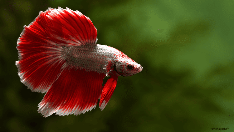 Cara Budidaya Ikan Cupang Terlengkap dan Terbaru