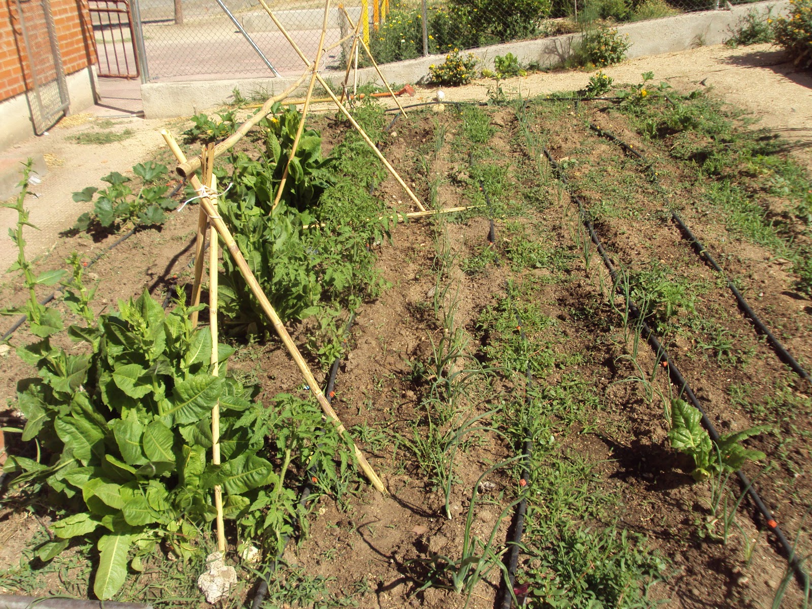 En torno al huerto. PREPARACIÓN DE SOPORTES PARA LOS TOMATES