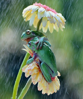 ranas-sobre-una-flor-bajo-la-lluvia