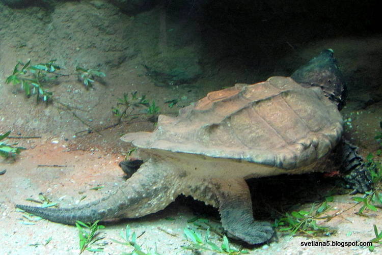 Zoo Zagreb želva