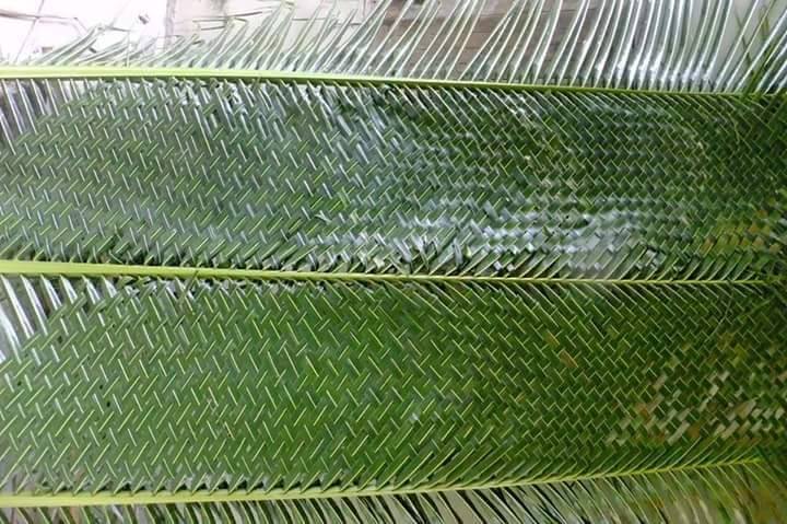 Membuat Zpt Dari Daun Kelor | membuat anyaman dari janur daun kelapa kumpulan kreasi Membuat Zpt Dari Daun Kelor | membuat anyaman dari janur daun kelapa kumpulan kreasi