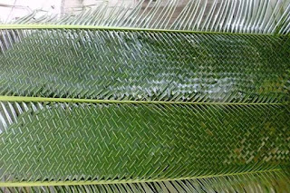 membuat tikar dari daun kelapa