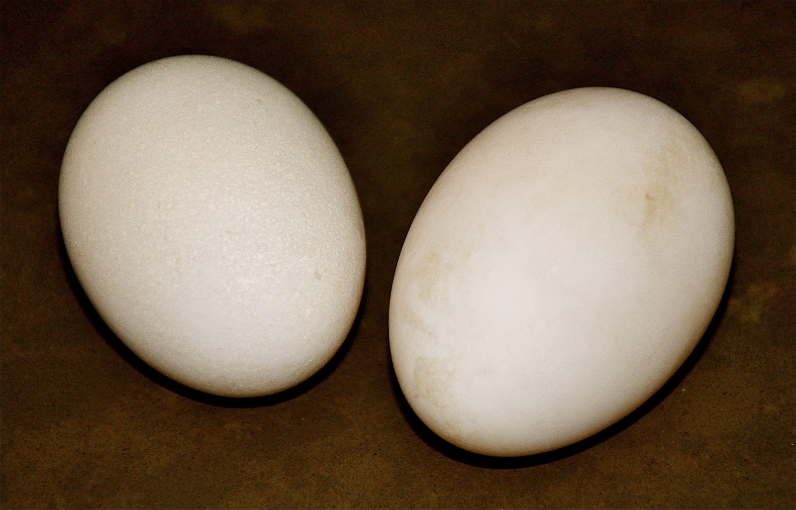 Купить яйцо мускусной. Инкубационное яйцо утки. Инкубационные яйца пекинской утки. Инкубационное яйцо мускусной утки. Инкубационные яйца гусиные Утиные.