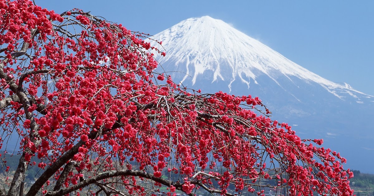 Fujiyama Wisata Pendakian Di Gunung Keabadian Travel Pelopor Paket Tour Wisata Halal Dunia