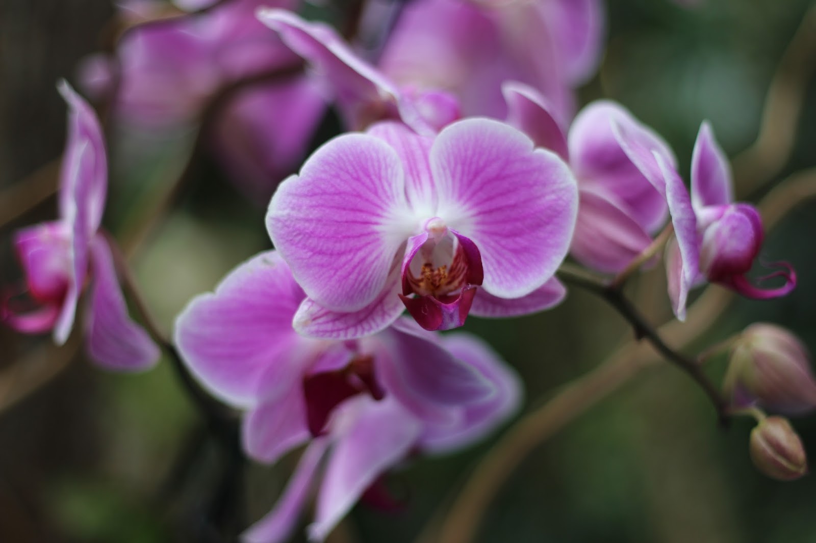 Las imágenes que yo veo: Exposición de Orquídeas de Colombia en Madrid