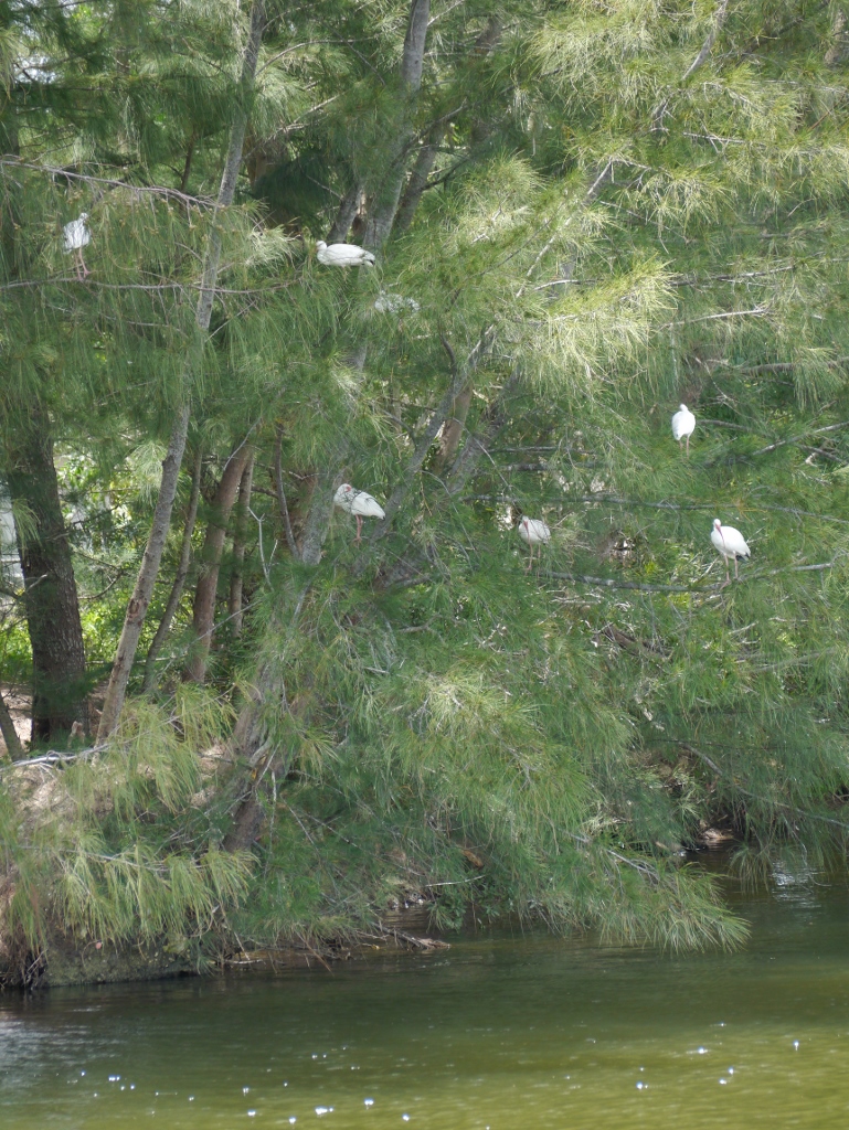 ibis blancs