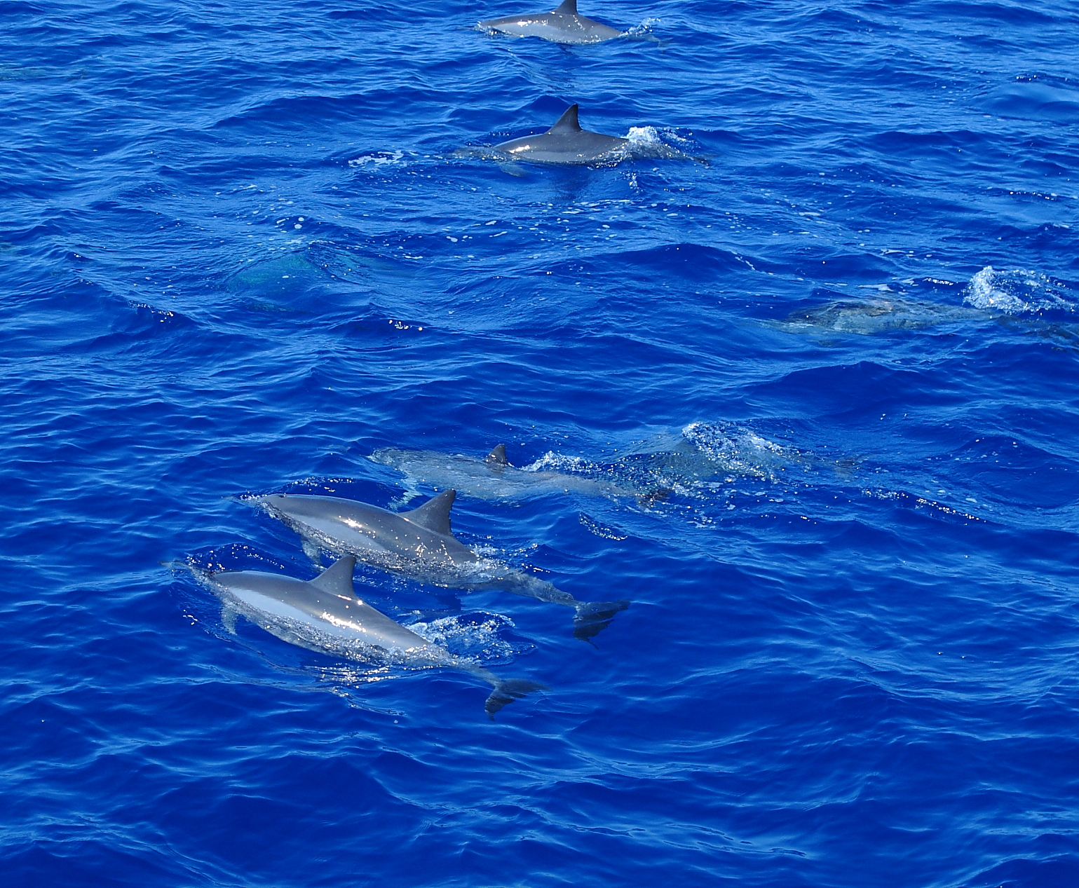 Capturing the Moment Wild Dolphin Search, Maui