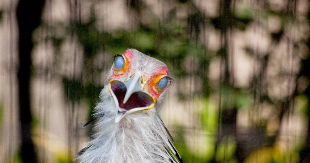 The Nictitating Membrane The Third Eyelid The Ark In Space