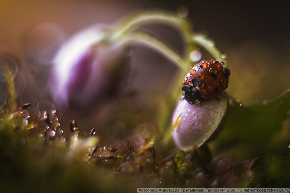 Гелиос-44 2/58