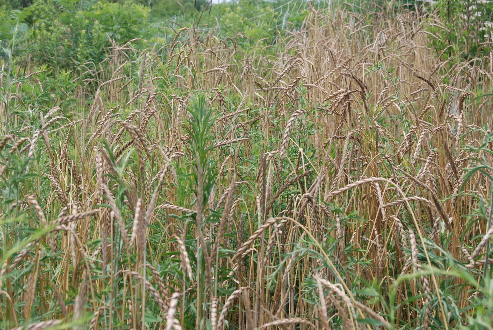 asleep-no-more-are-you-wheat-or-are-you-weed