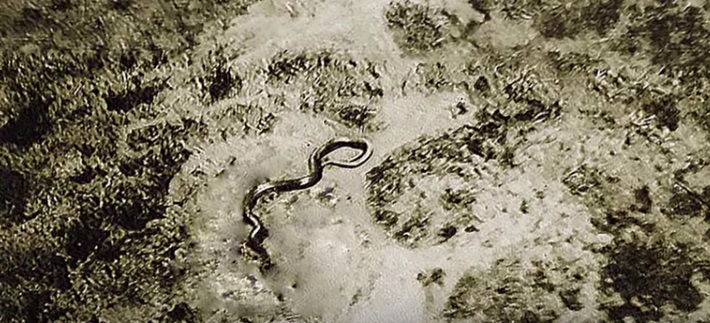 Van Lierde s Giant Snake Photo Cryptozoology Myths And Legends van-lierde-s-giant-snake-photo-cryptozoology-myths-and-legends