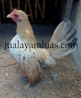 Ayam Serama Usia 5 Bulan