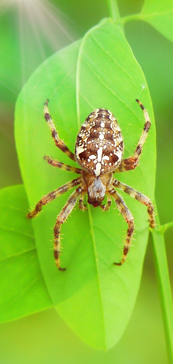 Picture of a garden spider.