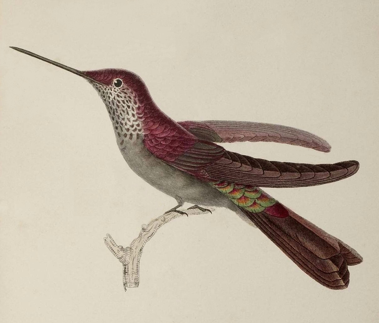 illustration of hummingbird, RP Lesson 1832
