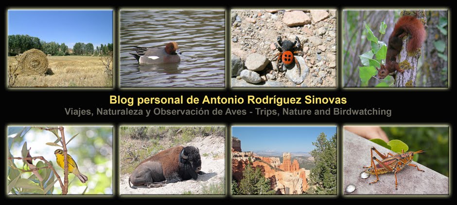 Blog personal de Antonio Rodríguez Sinovas