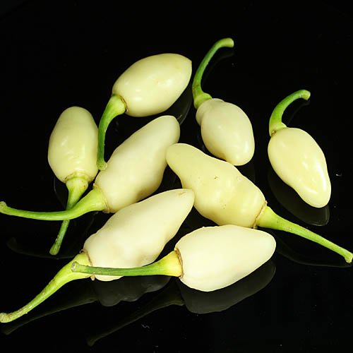 Snow white pepper Chili Peppers