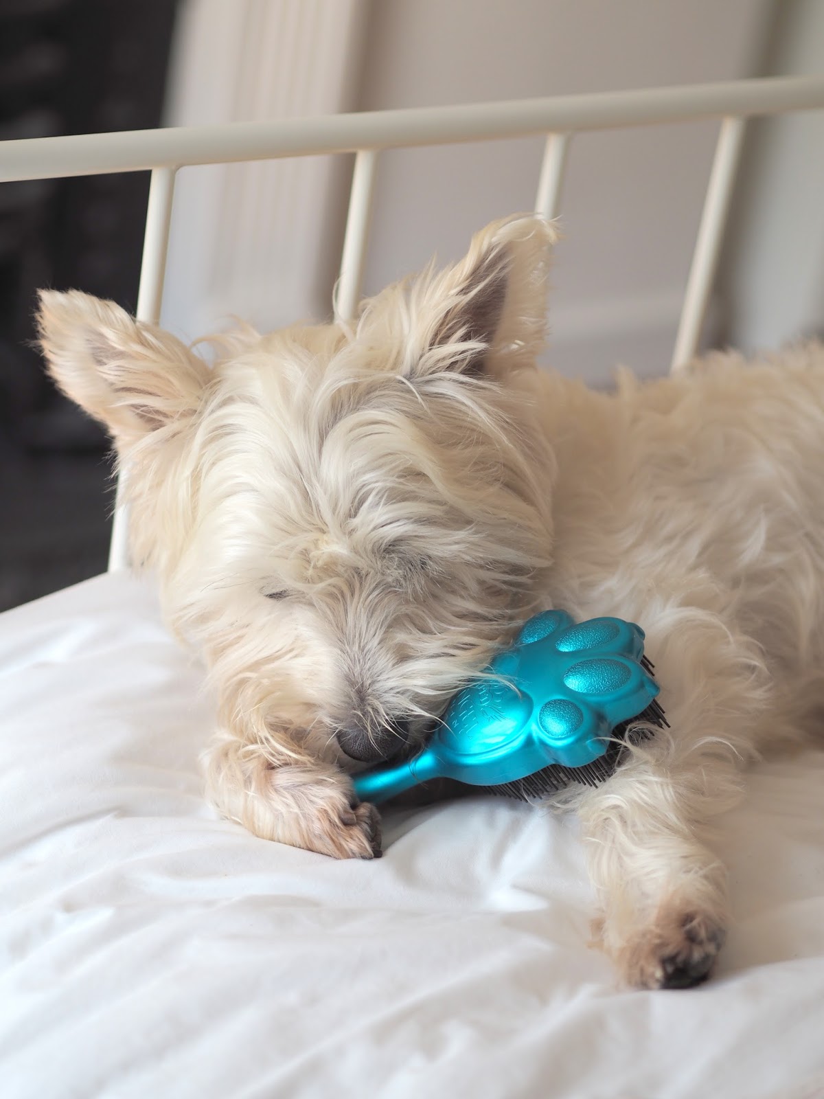 Pet Angel Hello Miss Jordan