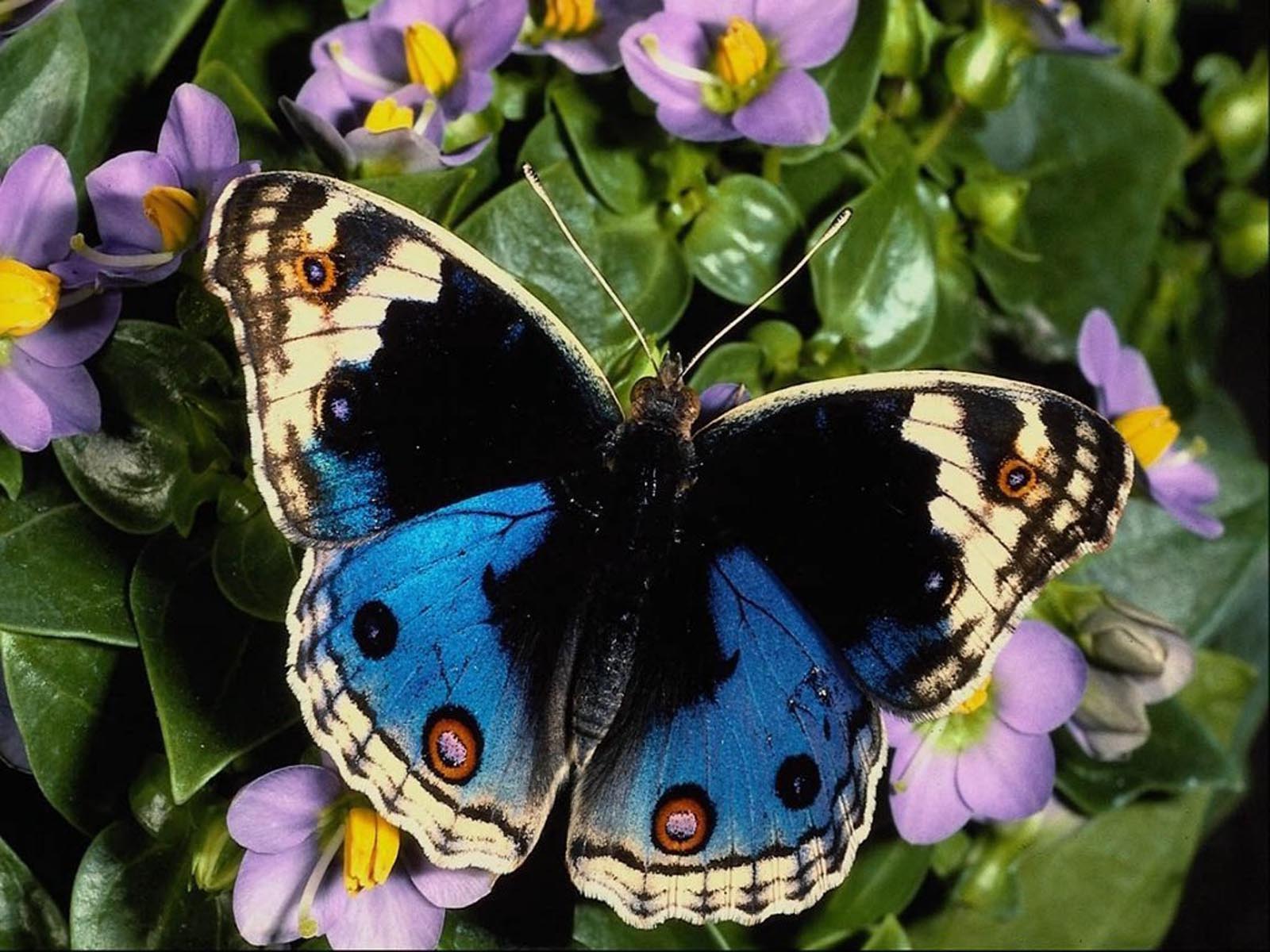 Beautiful Butterfly Pictures - 2013 Wallpapers