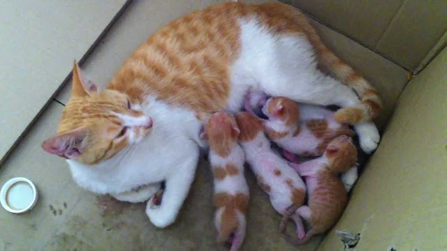 Red Kittens Red Kittens