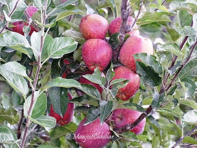 Apple Trees in Kalpa