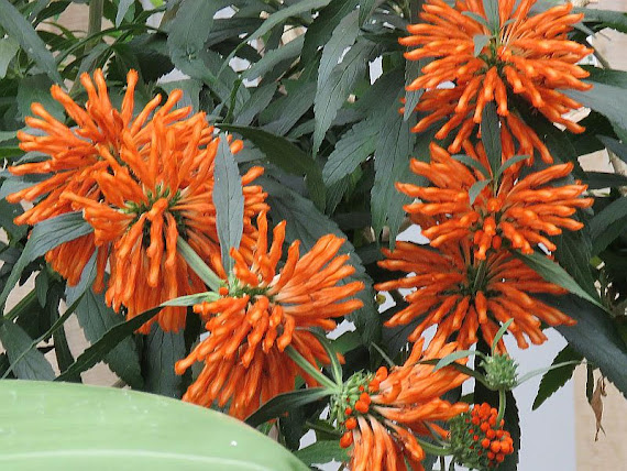 Dzika Dagga (Leonotis leonurus)