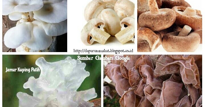 DaPuR UmMaHaT: JENIS JAMUR YANG BISA DIKONSUMSI
