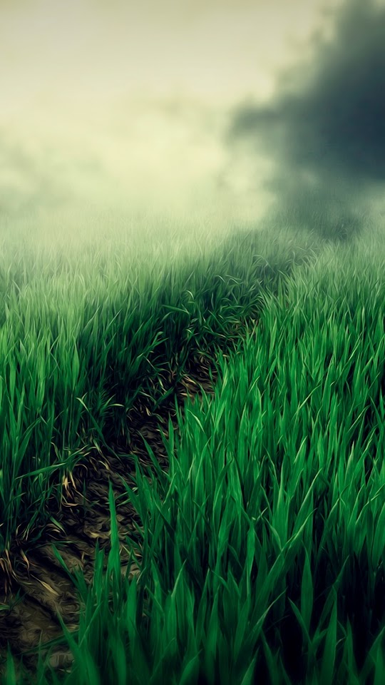 Path in Field  Android Best Wallpaper