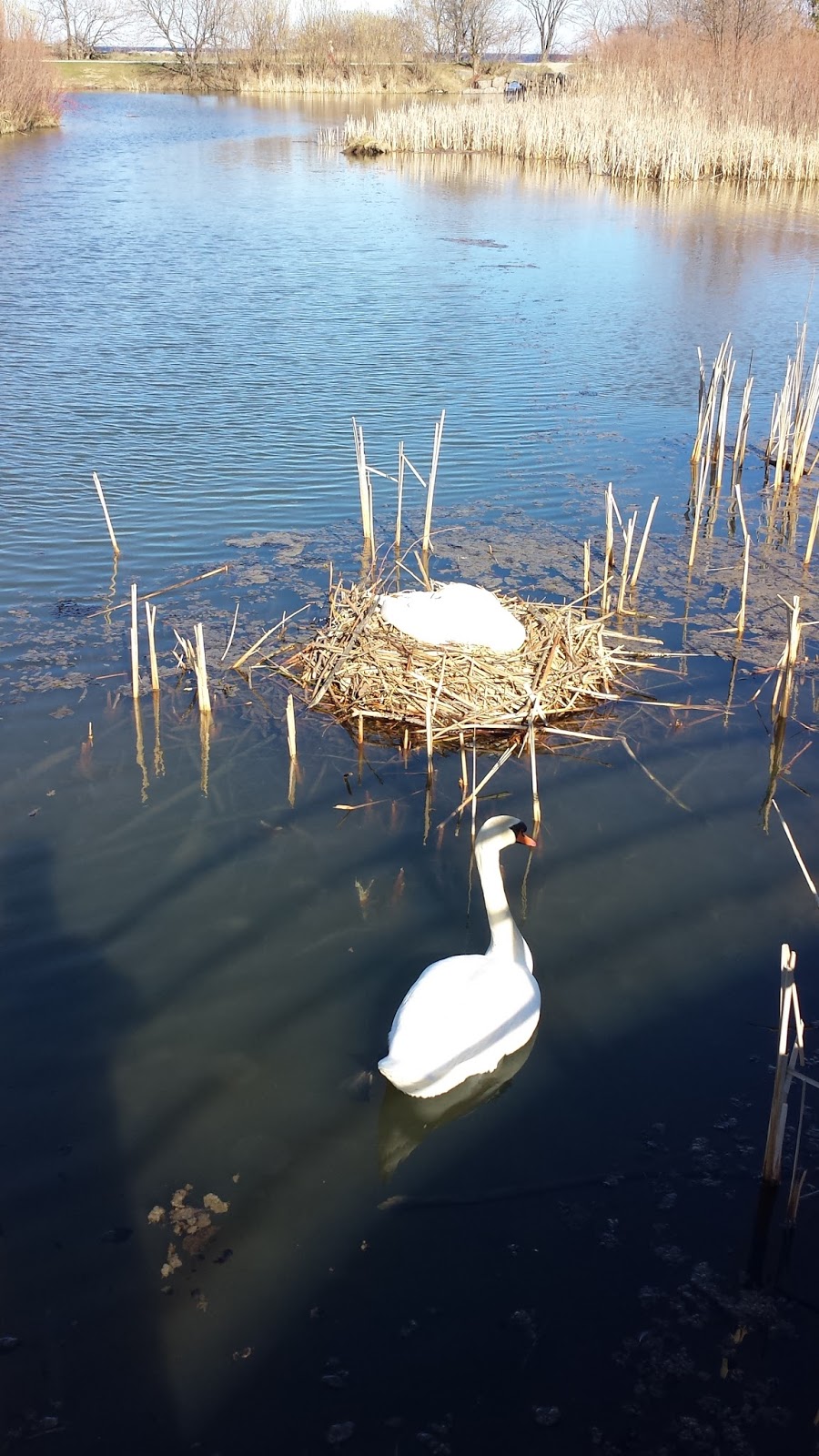 Friends of Sam Smith Park MUTE SWAN MANAGEMENT ALONG THE TORONTO