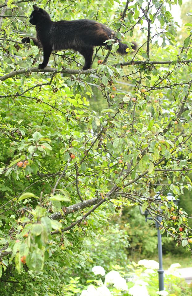 prydnadsapel john downie paradisäppelträd svart katt