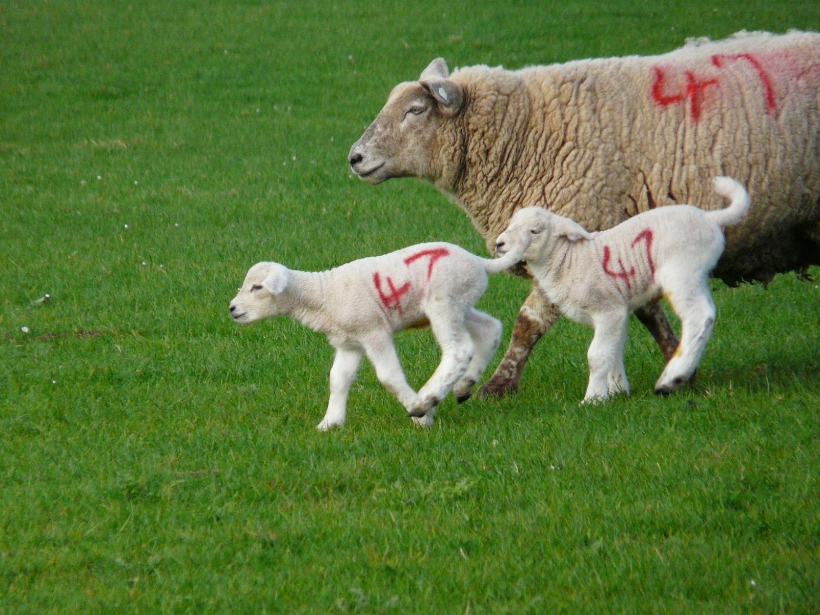 Bloat In Lambs